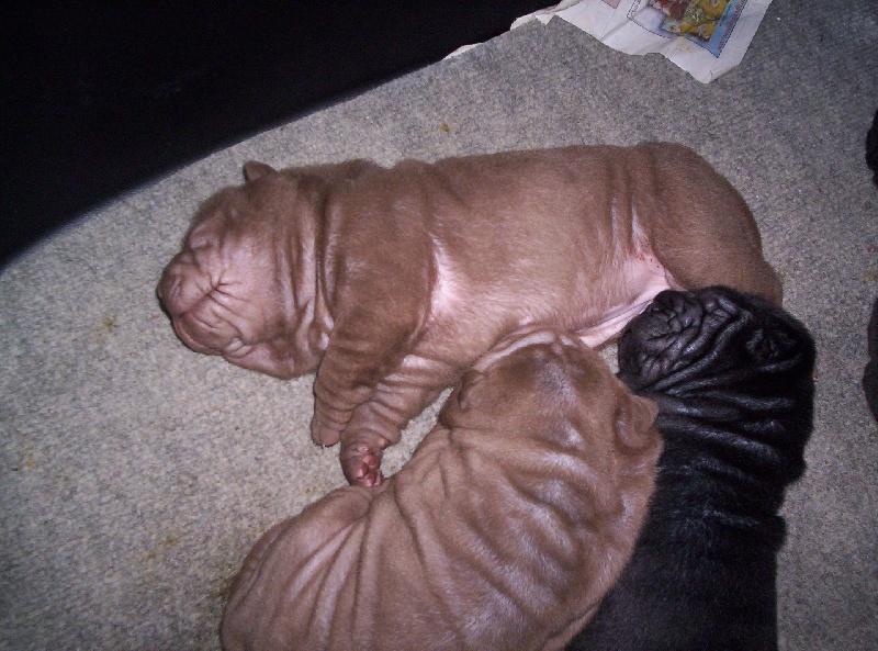 Chiots P'tits gavrochins 2008
